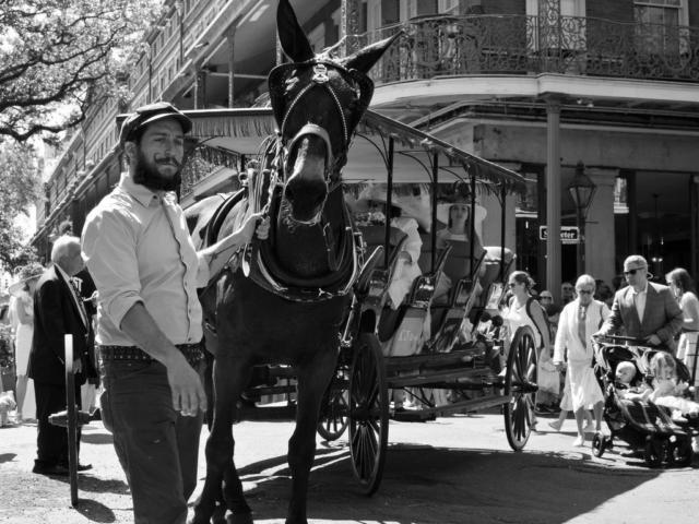 A horse in the New Orleans Easter Parade.